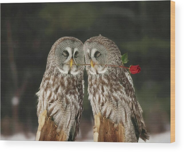 Love Wood Print featuring the photograph Love Birds by Carrie Ann Grippo-Pike