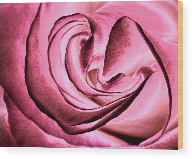 Rose Wood Print featuring the photograph Lovely Curves by Elvira Peretsman
