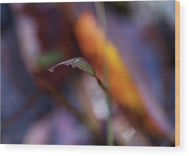 Fall Wood Print featuring the photograph Macro Photography - Fall Foliage by Amelia Pearn