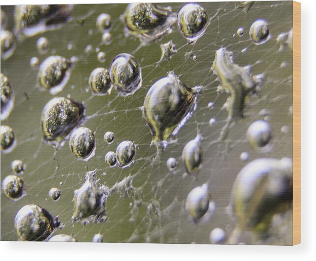 Spider Wood Print featuring the photograph Macro Photography - Spiderweb Dewdrops by Amelia Pearn