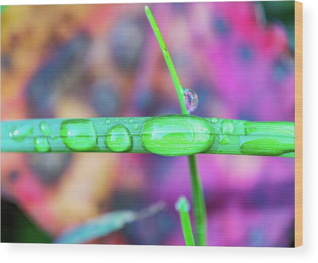 Grass Wood Print featuring the photograph Macro Photography - Water Drops on Grass by Amelia Pearn
