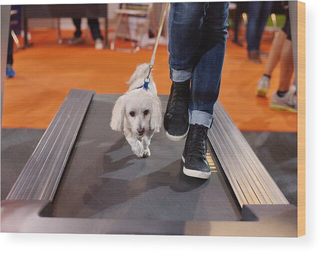 Pets Wood Print featuring the photograph Maltese dog and owner walking on a running machine by Ioannis Tsotras