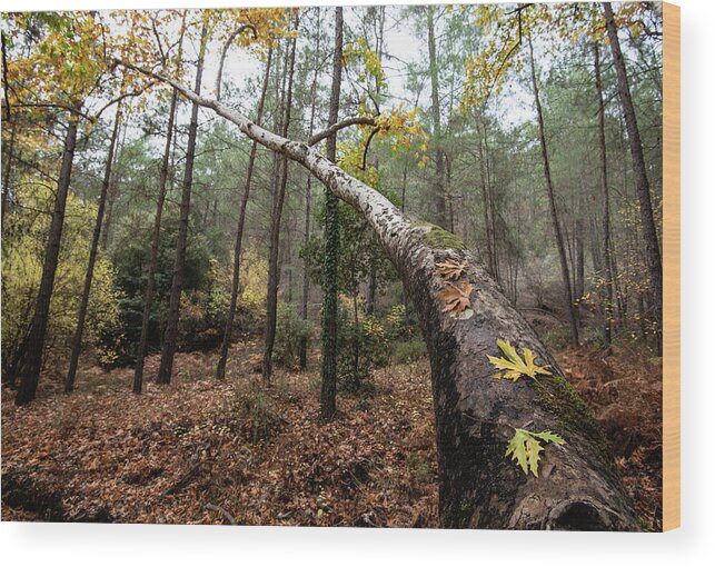 Autumn Wood Print featuring the photograph Maple leaves on a tree branch in autumn. Fall season in a forest. by Michalakis Ppalis