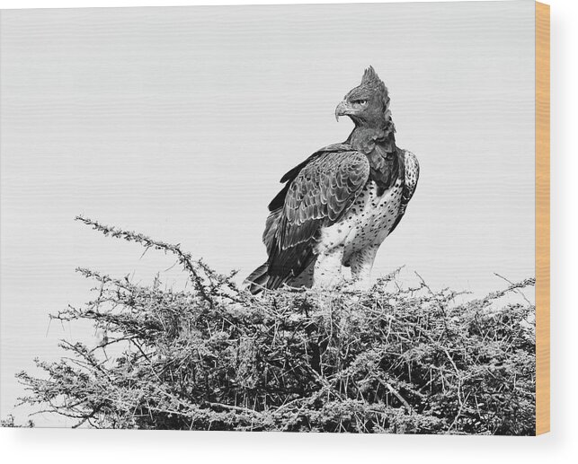 Martial Eagle Wood Print featuring the photograph Martial Eagle by Max Waugh