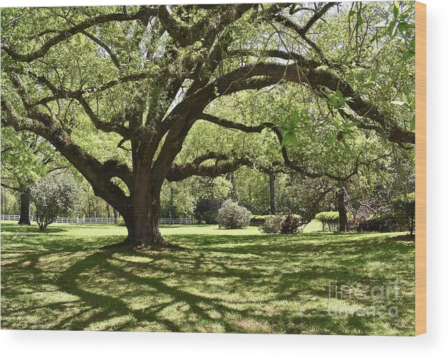 Melrose Wood Print featuring the photograph Melrose Estate, Natchez by Ron Long