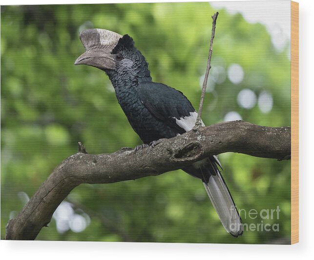 Birds Wood Print featuring the photograph Mikeno Hornbill by Cameron Anderson Raffan