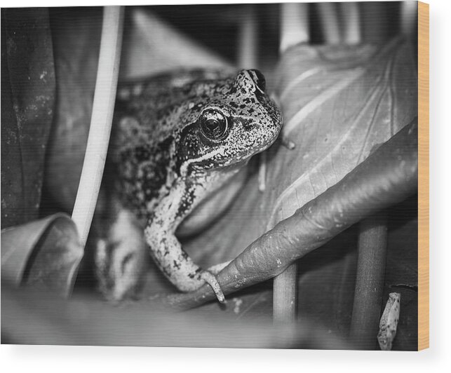 Afternoon Wood Print featuring the photograph Monochrome Frog on Wapato by Robert Potts