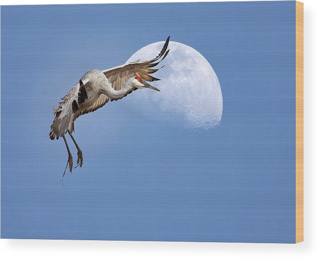 Bird Wood Print featuring the photograph Moon Landing by Art Cole
