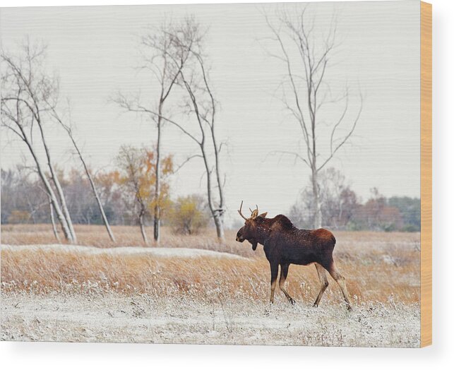 Moose Wood Print featuring the photograph Moosing Around - Bull Moose wandering through ND snow dusted autumn prairie scene in ND by Peter Herman