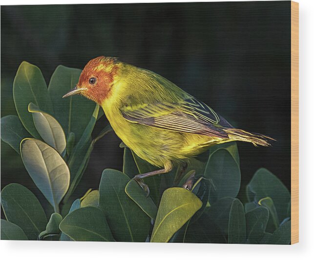 Rare Bird Wood Print featuring the photograph Morning Mangrove Warbler by Jaki Miller