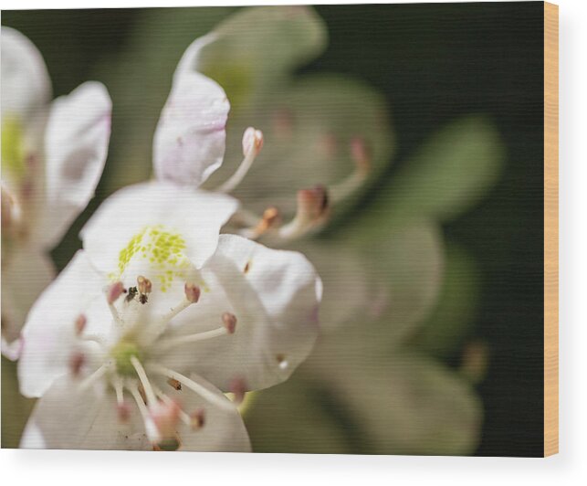 Flower Wood Print featuring the photograph Mountain Laurel by Amelia Pearn