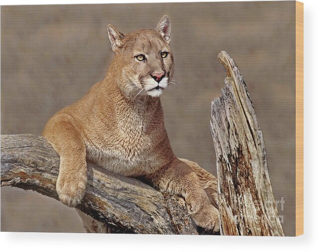 Dave Welling Wood Print featuring the photograph Mountain Lion Felis Concolor by Dave Welling