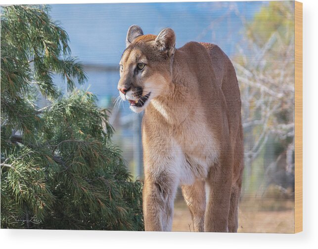 Mountain Lion Fstop101 Wildlife Wood Print featuring the photograph Mountain Lion by Geno Lee