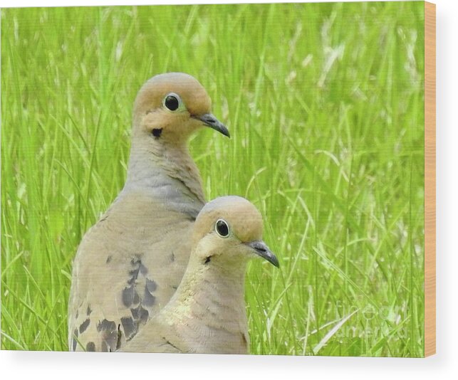 Mourning Doves. Cariboo Birds. Wood Print featuring the photograph Mourning Doves by Nicola Finch