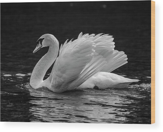 Horizontal No People Outdoors Beauty In Nature Day Nature Mute Swan Animal Behavior Animal Wing Animals In The Wild One Animal White Bird Feather Fresh Water Bird Lake Side View Swan Swimming Water Bird Wildlife Cygnus Olor Sooke Vancouver Island British Columbia Canada Focus On Foreground Reflection Zoology Black And White Wood Print featuring the photograph Mute swan Cygnus olor, displaying plumage in lake, Sooke, Vancouver Island, British Columbia, Canad by Panoramic Images