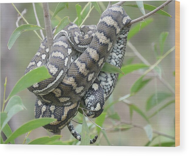 Carpet Python Wood Print featuring the photograph Nap Or Ambush by Maryse Jansen