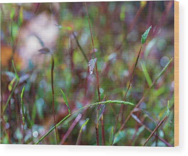 Fall Wood Print featuring the photograph Nature Photography - Fall Grass by Amelia Pearn