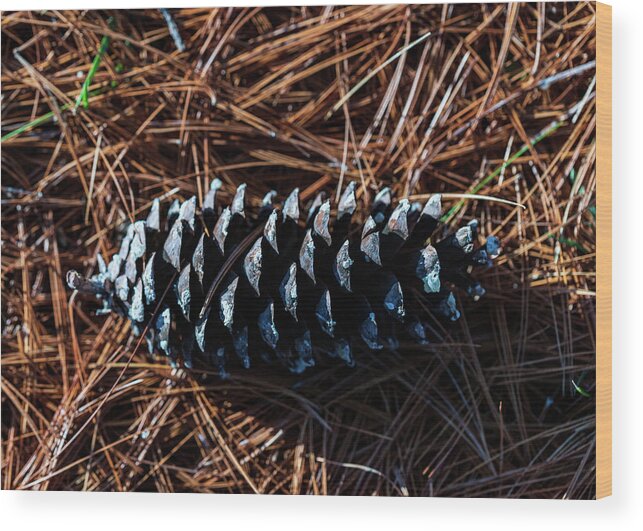 Nature Wood Print featuring the photograph Nature Photography - Pine Cone 2 by Amelia Pearn