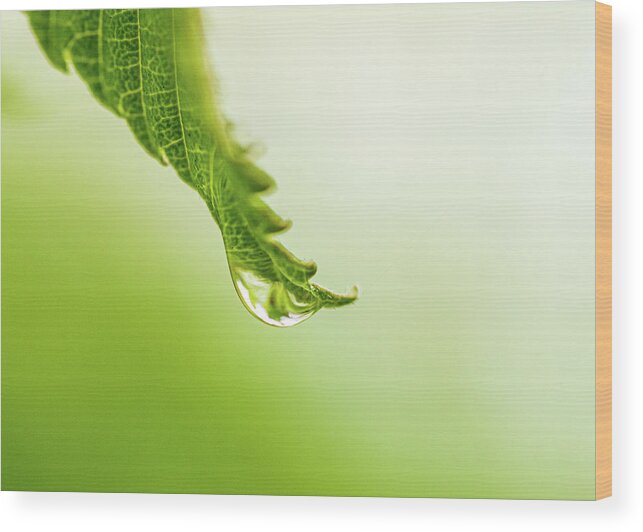Plants Wood Print featuring the photograph Nature Photography - Rain by Amelia Pearn