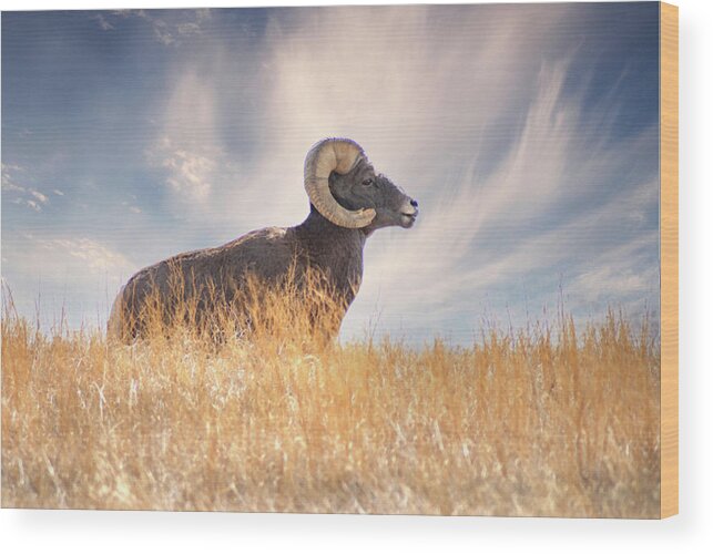 Bighorn Sheep Wood Print featuring the photograph Nature's Ram by Jerry Cahill