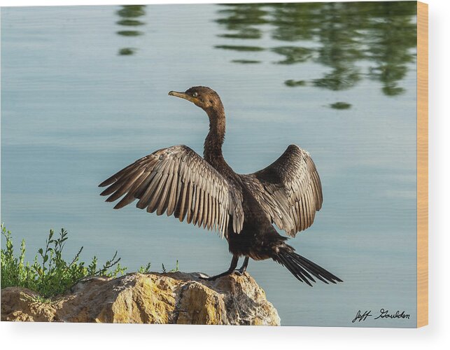 Animal Wood Print featuring the photograph Neotropic Cormorant with Wings Spread by Jeff Goulden
