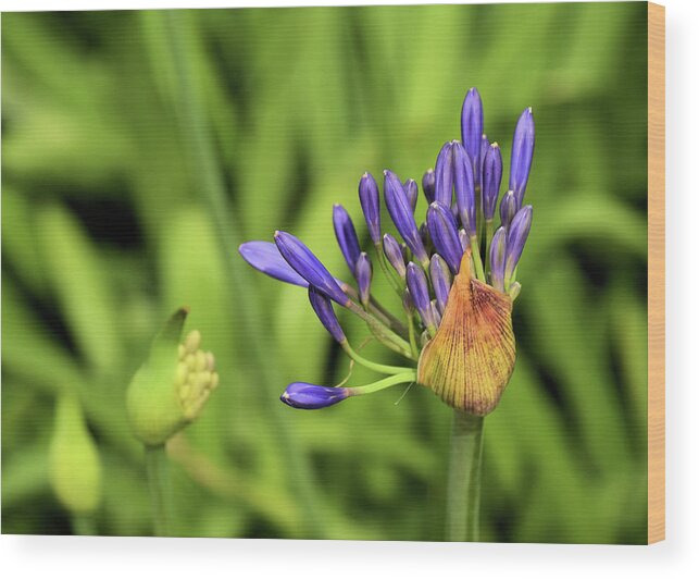 New Orleans Floral Flower Park Purple Beauty Wood Print featuring the photograph Nola Flora by Terry M Olson