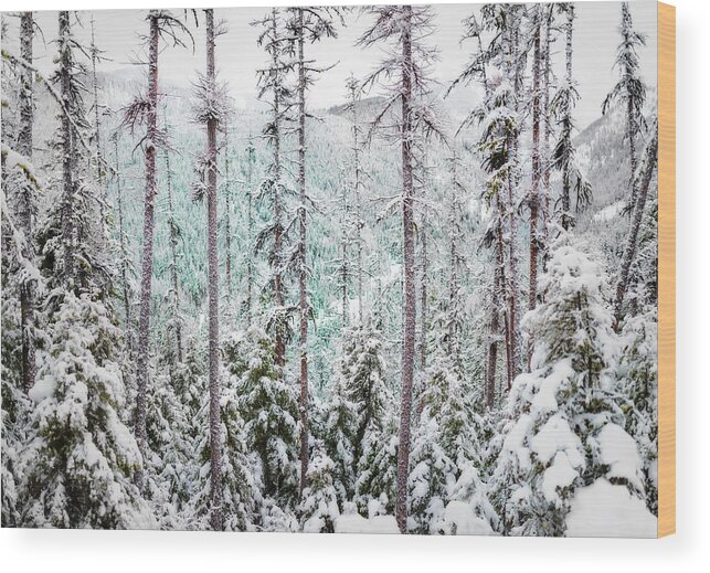 Missoula Wood Print featuring the photograph North Hills in Winter by Matt Hammerstein