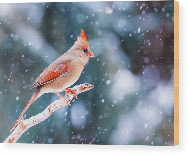 Snow Wood Print featuring the photograph Northern Cardinal In Winter by Mango Art