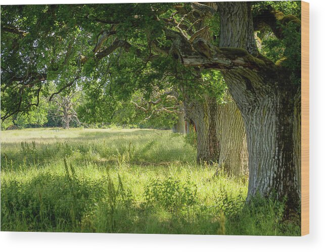 Oak Wood Print featuring the photograph Old Oak Trees In Sunlight by Nicklas Gustafsson
