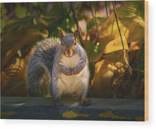 One Gray Squirrel Wood Print featuring the photograph One Gray Squirrel by Bob Orsillo