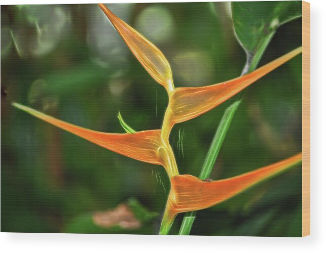 Orange Flower Wood Print featuring the photograph Orange Flower at Botanical Gardens by Cordia Murphy