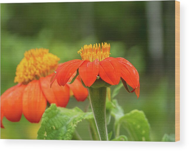 Orange Wild Flowers Wood Print featuring the photograph Orange Wild Flowers Autumn by Sandra J's