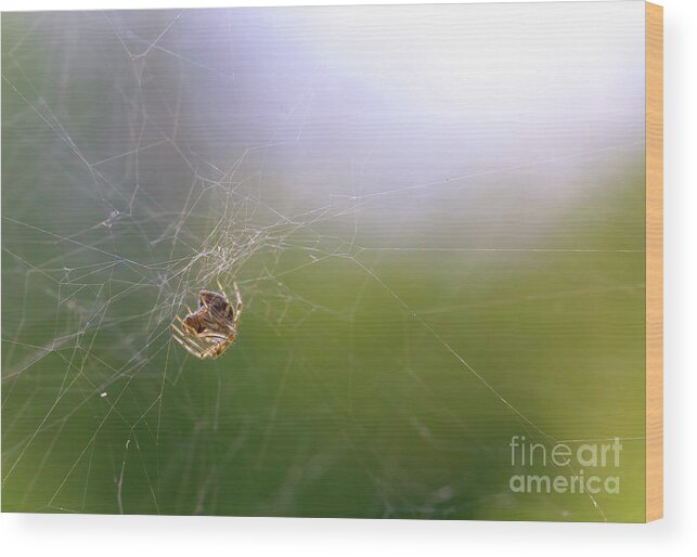 Spider Wood Print featuring the photograph Orbweaver Spider by Diane Diederich