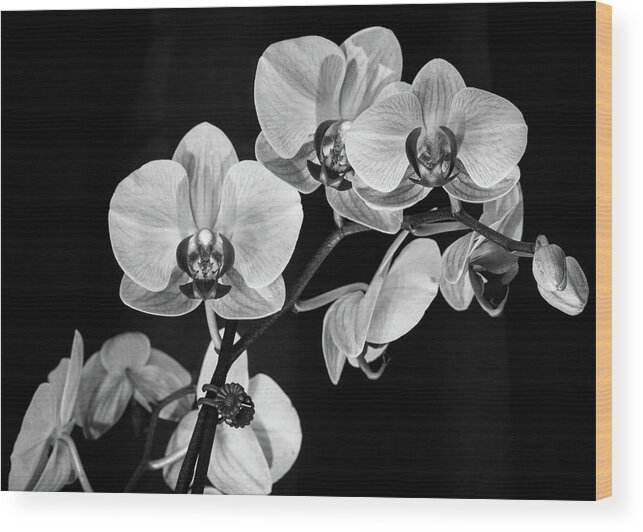 Bloom Wood Print featuring the photograph Orchids in Black and White by Dimitry Papkov