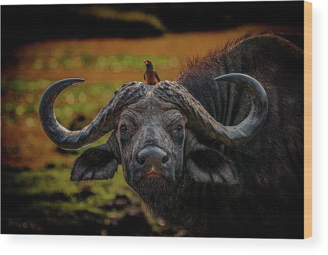 Cape Buffalo Wood Print featuring the photograph Ox Pecker by Darcy Dietrich