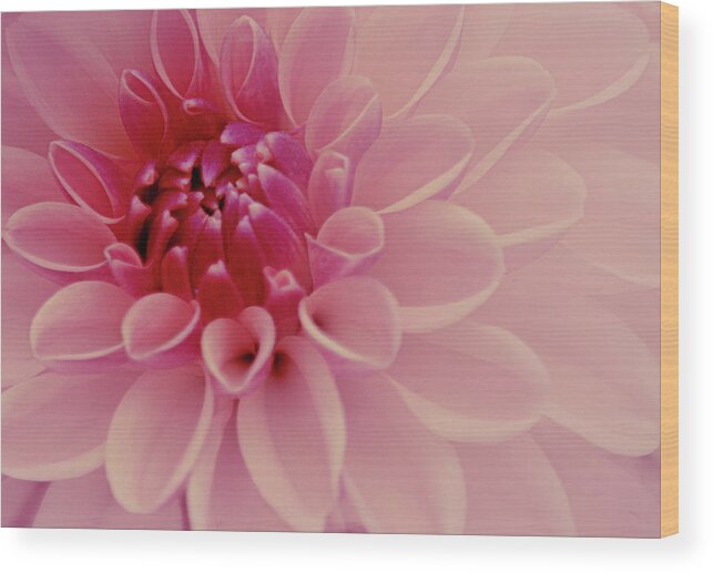 Art Wood Print featuring the photograph Pale Pink Dahlia by Joan Han