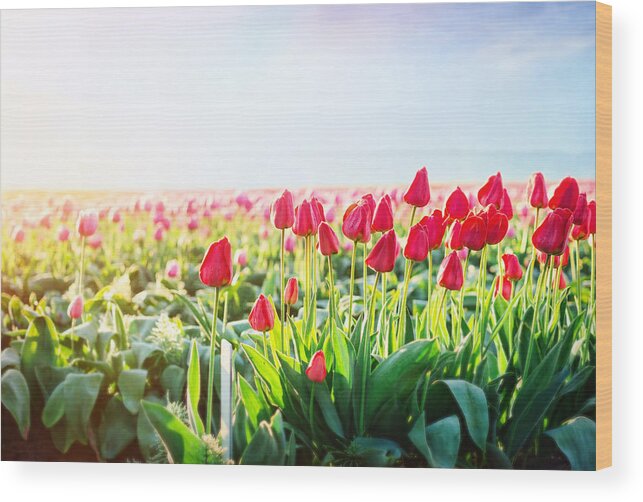 Petal Wood Print featuring the photograph Paradise in the Morning by Dana Chrysler