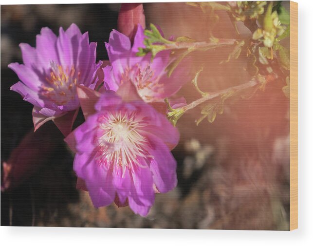  Wood Print featuring the photograph Pasque Flowers by Laura Terriere