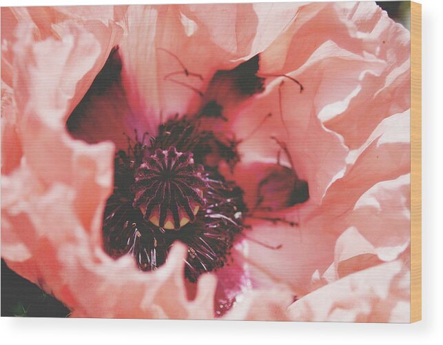 Poppy Wood Print featuring the photograph Peach Poppy by Lupen Grainne