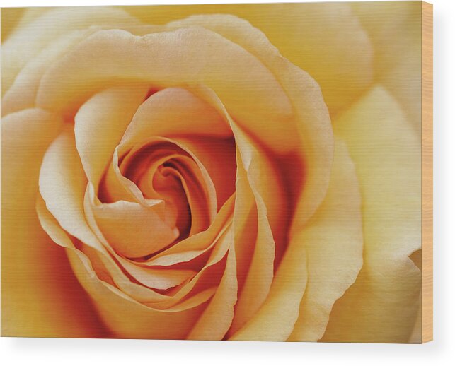 Rose Wood Print featuring the photograph Peach Rose by Gareth Parkes