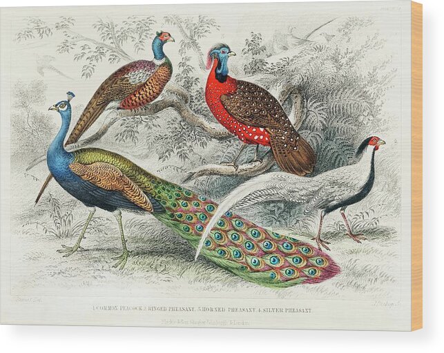 Peacock Wood Print featuring the mixed media Peacock and Pheasants by World Art Collective