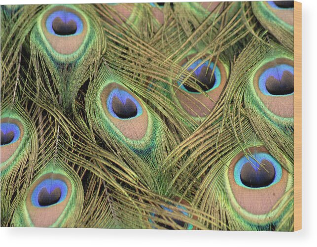 Peacock Wood Print featuring the photograph Peacock tail feathers by Loren Dowding