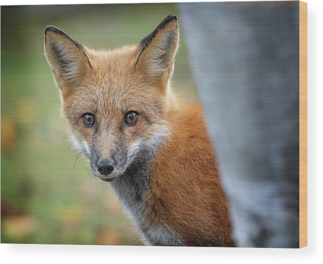 #wildlife#fox#baxterstatepark#maine#fall Wood Print featuring the photograph Peek A Boo by Darylann Leonard Photography