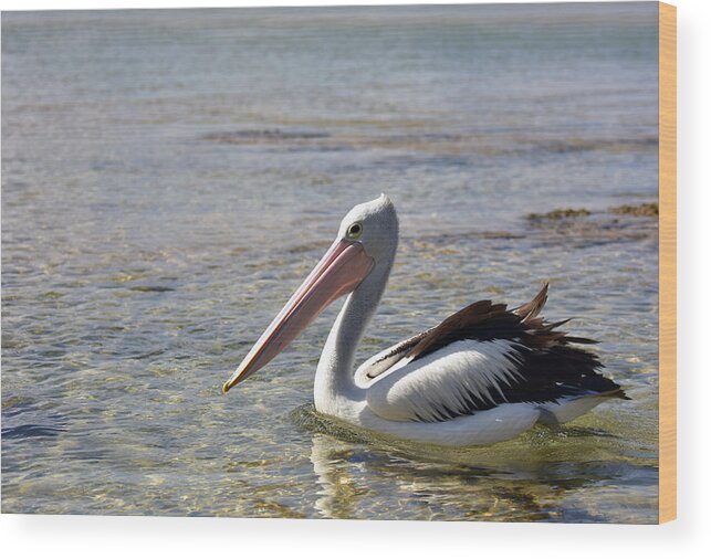 Kangaroo Island Wood Print featuring the photograph Pelican Swimming at The Entrance NSW by Simbot