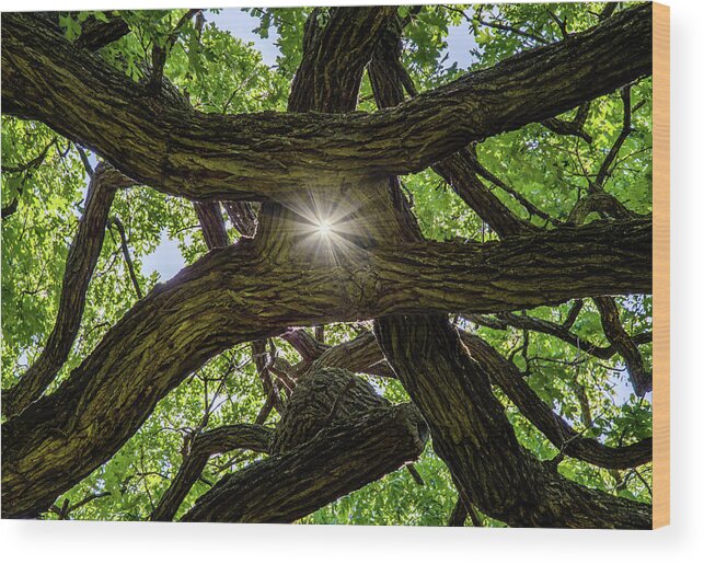 Oak Wood Print featuring the photograph Photon Entanglement - sunlight beaming through peephole of tangled oak limbs by Peter Herman