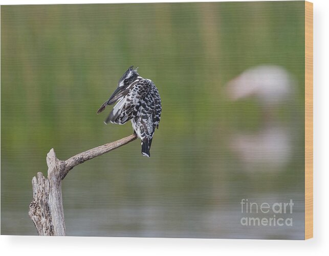 Pied Kingfisher Wood Print featuring the photograph Pied Kingfisher by Eva Lechner