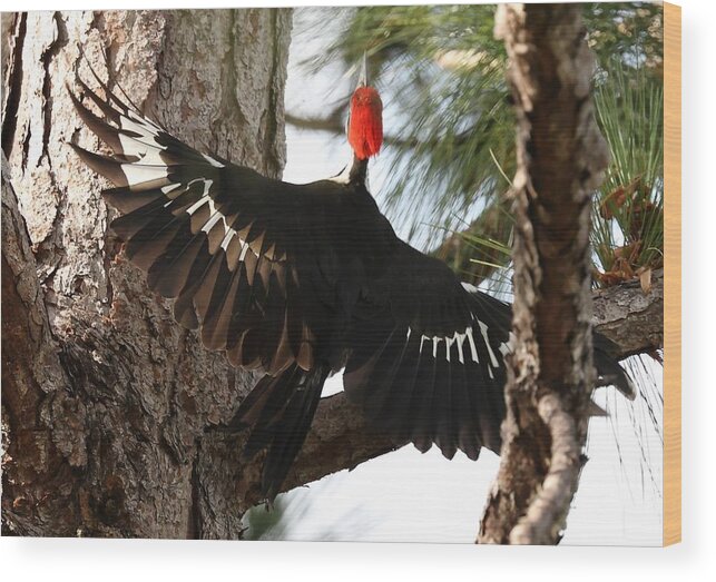 Pileated Woodpecker Wood Print featuring the photograph Pileated Woodpecker 2 by Mingming Jiang