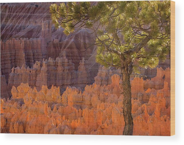 American National Park Wood Print featuring the photograph Pine Tree at Bryce at Sunset by Jean Noren