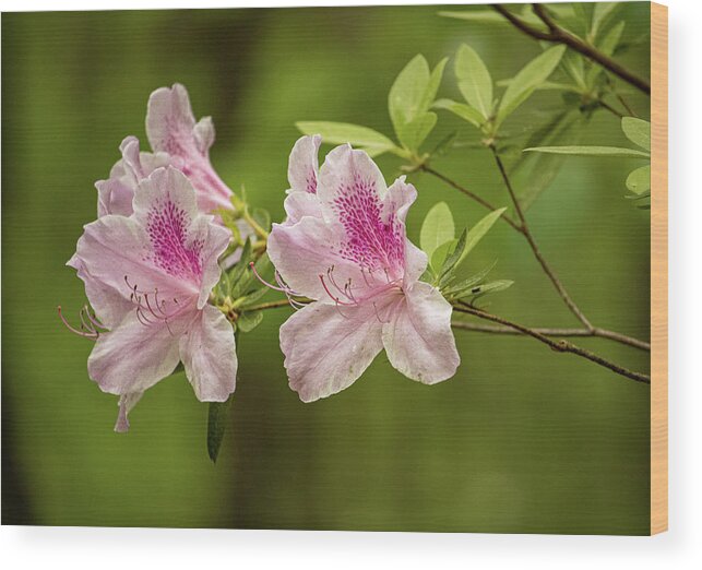 Azalea Wood Print featuring the photograph Pink Azalea by Rick Nelson
