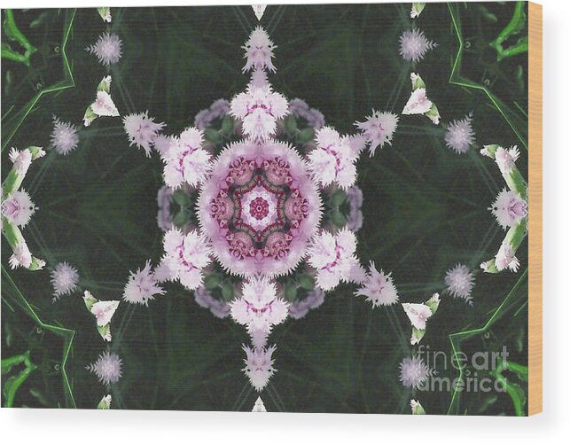 Pink Dianthus Wood Print featuring the digital art Pink Dianthus Kaleidoscope-2 by Charles Robinson